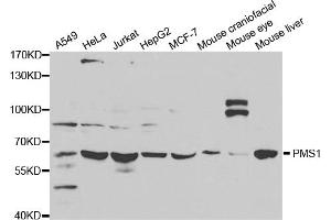 Western blot analysis of extracts of various cell lines, using PMS1 antibody (ABIN5971209) at 1/1000 dilution. (PMS1 anticorps)