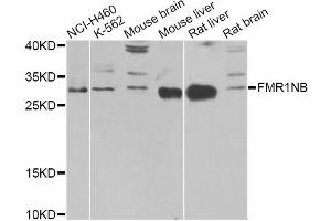Western blot analysis of extracts of various cell lines, using FMR1NB Antibody (ABIN5972990) at 1/1000 dilution. (FMR1NB anticorps)