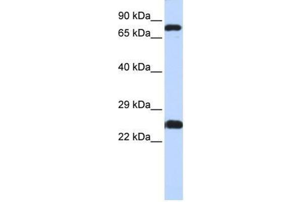 ZNF799 anticorps  (N-Term)