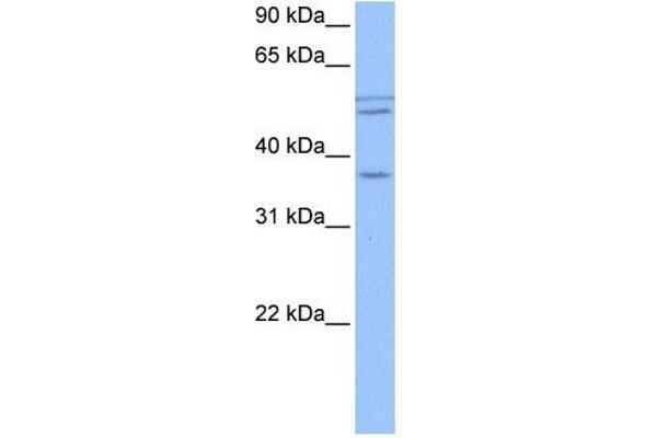 CCDC78 anticorps  (Middle Region)