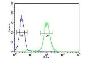 XRCC6 antibody flow cytometric analysis of HeLa cells (green) compared to a negative control (blue). (XRCC6 anticorps  (AA 228-254))