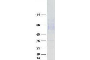 Validation with Western Blot (Macrophage Scavenger Receptor 1 Protein (MSR1) (Myc-DYKDDDDK Tag))