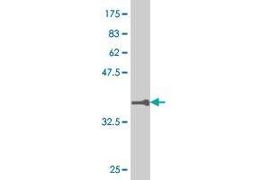 Western Blot detection against Immunogen (36. (RUNX1 anticorps  (AA 210-310))