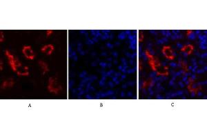 Immunofluorescence analysis of mouse kidney tissue. (NFKBIA anticorps  (AA 10-90))