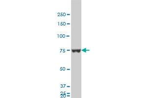 Western Blotting (WB) image for anti-Heterogeneous Nuclear Ribonucleoprotein M (HNRNPM) (AA 17-112) antibody (ABIN518184)