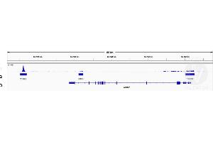 Cleavage Under Targets and Release Using Nuclease (CUT&RUN) image for anti-Lymphoid Enhancer-Binding Factor 1 (LEF1) (AA 100-399) antibody (ABIN5663810)