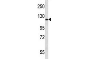 Epha2 antibody western blot analysis in mouse lung tissue lysate. (EPH Receptor A2 anticorps  (AA 296-323))