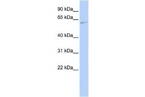 Western Blotting (WB) image for anti-Mitogen-Activated Protein Kinase 15 (MAPK15) antibody (ABIN2459902) (MAPK15 anticorps)