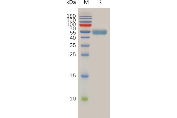 RNF43 Protein (AA 43-197) (mFc Tag)