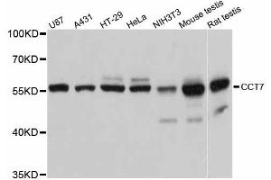 Western blot analysis of extracts of various cell lines, using CCT7 antibody (ABIN5997386) at 1:3000 dilution. (CCT7 anticorps)