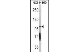 Western blot analysis in NCI-H460 cell line lysates (35ug/lane). (DGKQ anticorps  (C-Term))