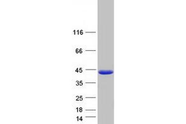 FAM45A Protein (Myc-DYKDDDDK Tag)