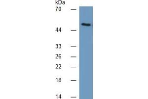 Mouse Capture antibody from the kit in WB with Positive Control: Rat serum. (LRG1 Kit ELISA)