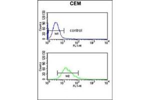 Flow cytometric analysis of CEM cells using DMC1 Antibody (N-term) (bottom histogram) compared to a negative control cell (top histogram). (DMC1 anticorps  (N-Term))