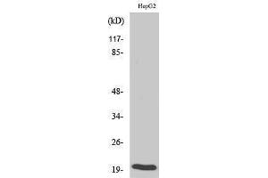 Western Blotting (WB) image for anti-BCL2-Associated X Protein (BAX) (Ser165) antibody (ABIN3183486) (BAX anticorps  (Ser165))