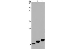 Western Blotting (WB) image for anti-Myosin, Light Chain 12B, Regulatory (MYL12B) antibody (ABIN2423437) (MYL12B anticorps)