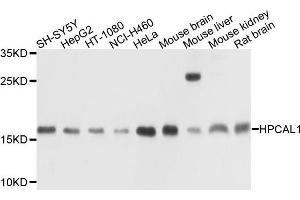 Western blot analysis of extracts of various cells, using HPCAL1 antibody. (HPCAL1 anticorps)