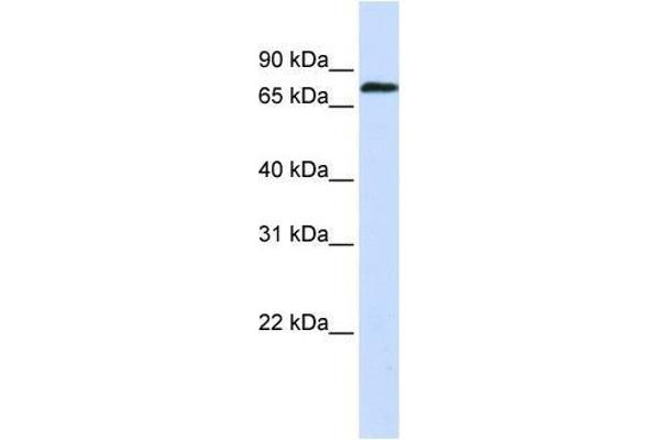 ZNF714 anticorps  (N-Term)