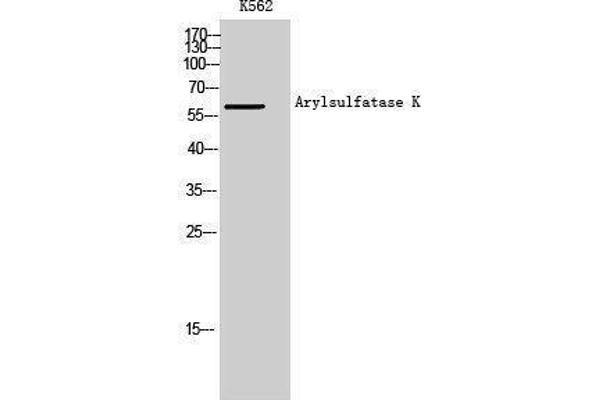 Arylsulfatase K anticorps