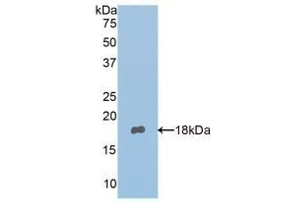 Nephronectin anticorps  (AA 418-565)