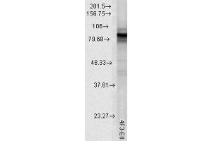 Western Blot analysis of Rat tissue lysate showing detection of Hsp90 protein using Mouse Anti-Hsp90 Monoclonal Antibody, Clone 4F3. (HSP90 anticorps  (Atto 488))