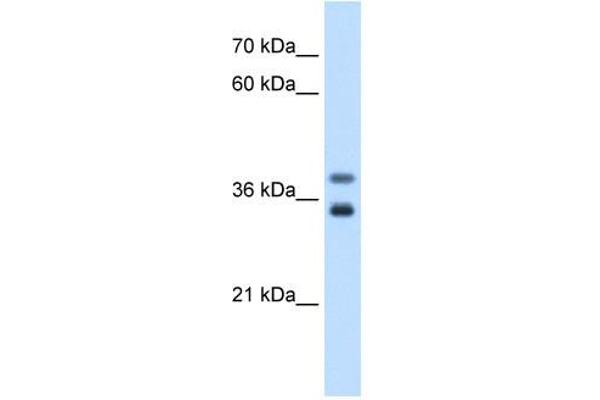 GDE1 anticorps  (N-Term)