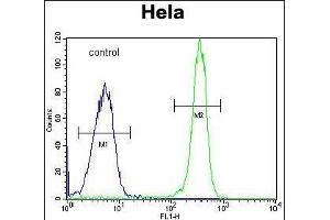 COL4A2 Antibody (N-term) (ABIN655401 and ABIN2844947) flow cytometric analysis of Hela cells (right histogram) compared to a negative control cell (left histogram). (COL4a2 anticorps  (N-Term))
