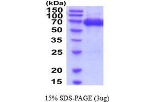 SDS-PAGE (SDS) image for Intercellular Adhesion Molecule 1 (ICAM1) (AA 28-485) protein (His tag) (ABIN7529302) (ICAM1 Protein (AA 28-485) (His tag))