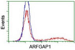 Image no. 1 for anti-ADP-Ribosylation Factor GTPase Activating Protein 1 (ARFGAP1) antibody (ABIN1496681) (ARFGAP1 anticorps)