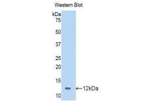 Western Blotting (WB) image for anti-Chemokine (C-C Motif) Ligand 4 (CCL4) (AA 24-92) antibody (ABIN1859832) (CCL4 anticorps  (AA 24-92))