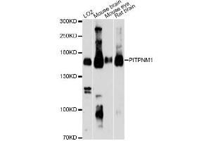 Western blot analysis of extracts of various cell lines, using PITPNM1 Antibody. (PITPNM1 anticorps)