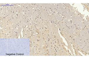 Immunohistochemical analysis of paraffin-embedded mouse brain tissue. (Lamin B1 anticorps  (N-Term))