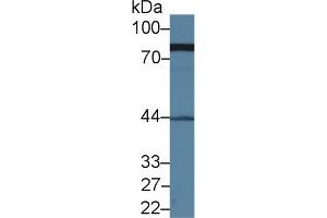 Western blot analysis of Human Serum, using Human MRE11A Antibody (1 µg/ml) and HRP-conjugated Goat Anti-Rabbit antibody ( (Mre11 anticorps  (AA 375-609))