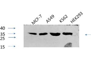 Western Blot analysis of MCF-7 (1), A549 (2), K562 (3), HEK293 (4), diluted at 1:1000. (CREB1 anticorps  (pSer133))