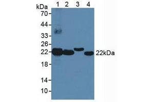 Western blot analysis of (1) Human Liver Tissue, (2) Human Lung Tissue, (3) Rat Liver Tissue and (4) Human HeLa cells. (BLVRB anticorps  (AA 2-206))