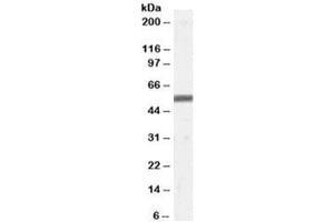 Western blot testing of human skin lysate with ZMPSTE24 antibody at 0. (ZMPSTE24 anticorps)