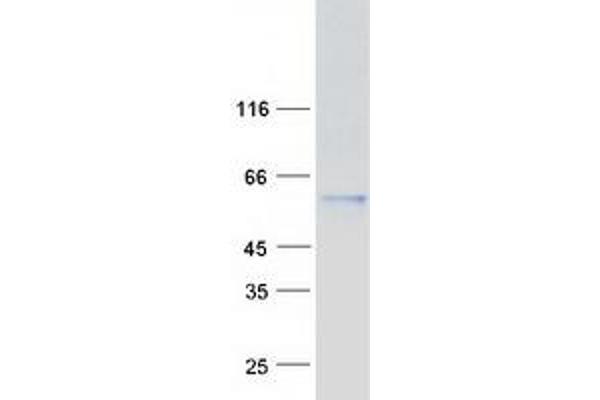 KPNA3 Protein (Myc-DYKDDDDK Tag)