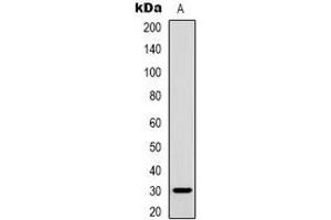 Western blot analysis of Inhibin beta C expression in OVCAR3 (A) whole cell lysates. (INHBC anticorps)