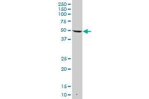 KRT7 MaxPab polyclonal antibody. (Cytokeratin 7 anticorps  (AA 1-469))