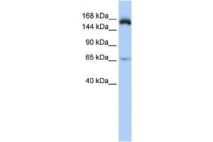 Western Blotting (WB) image for anti-Regulation of Nuclear Pre-mRNA Domain Containing 2 (RPRD2) antibody (ABIN2459862) (RPRD2 anticorps)