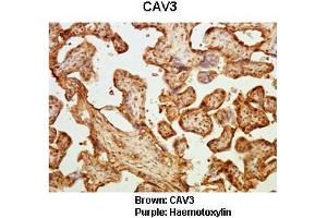 Sample Type :  Human placental tissue   Primary Antibody Dilution :   1:50  Secondary Antibody :  Goat anti rabbit-HRP   Secondary Antibody Dilution :   1:10,000  Color/Signal Descriptions :  Brown: CAV3 Purple: Haemotoxylin  Gene Name :  CAV3  Submitted by :  Dr. (Caveolin 3 anticorps  (N-Term))