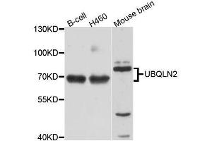 Western blot analysis of extracts of various cell lines, using UBQLN2 antibody (ABIN5996168) at 1/1000 dilution. (Ubiquilin 2 anticorps)