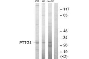 Western blot analysis of extracts from HepG2/Jurkat/293 cells, using PTTG1 Antibody. (PTTG1 anticorps  (AA 111-160))