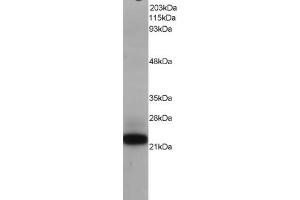 Western Blotting (WB) image for anti-MYC Associated Factor X (MAX) (C-Term) antibody (ABIN2465247) (MAX anticorps  (C-Term))
