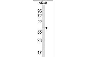 SIRPB1 Antibody (Center) (ABIN1537740 and ABIN2838301) western blot analysis in A549 cell line lysates (35 μg/lane). (SIRPB1 anticorps  (AA 107-134))