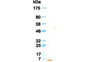 Western Blotting (WB) image for anti-Epidermal Growth Factor (EGF) antibody (ABIN933589) (EGF anticorps)