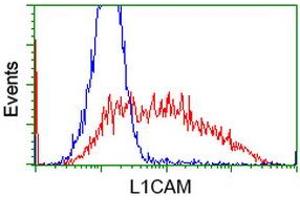 HEK293T cells transfected with either RC211601 overexpress plasmid (Red) or empty vector control plasmid (Blue) were immunostained by anti-L1CAM antibody (ABIN2453224), and then analyzed by flow cytometry. (L1CAM anticorps)