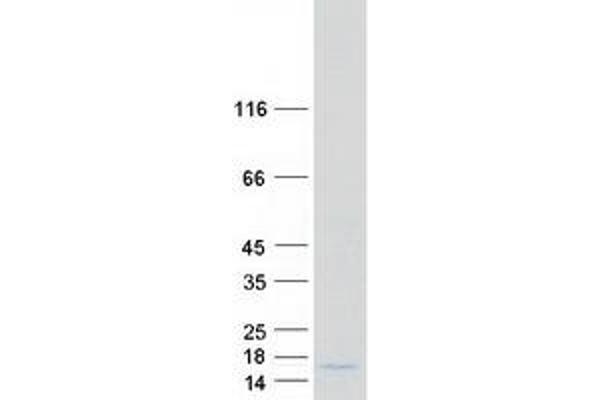 SPRR4 Protein (Myc-DYKDDDDK Tag)