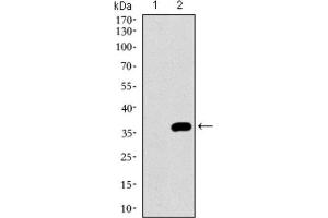 Western Blotting (WB) image for anti-Neuronal Cell Adhesion Molecule (NRCAM) (AA 1192-1255) antibody (ABIN1843141) (NrCAM anticorps  (AA 1192-1255))