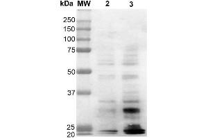 Western Blot analysis of Human Cervical Cancer cell line (HeLa) showing detection of Dityrosine-BSA using Mouse Anti-Dityrosine Monoclonal Antibody, Clone 10A6 . (Dityrosine anticorps  (PE))